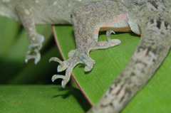 The shape of gecko toe pads as well as their claw structure varies across species.: For instance, the gecko shown here (Gehyra oceanica) has retractable claws that work independently of the toe. The function of this feature is still unknown but likely has to due with the type of surfaces they move across in their natural environment.  Photographed on Moorea, French Polynesia by Edward A. Ramirez and Peter H. Niewiarowski